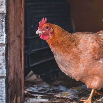 Film: Positive Behaviour In Hens