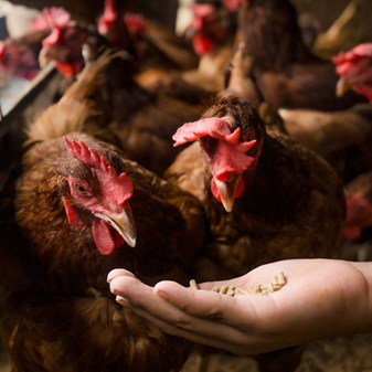 Film: Farm Animals and Us