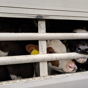 Brittany Ferries urged to stop return to live export trade
