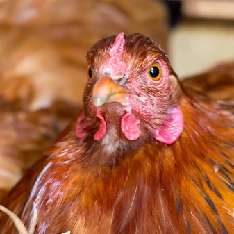 Film: Mission Impossible Hen