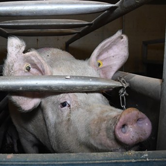 37% of UK farm animals still confined in cruel cages