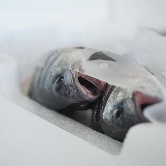 Best Aquaculture Practices failing to improve farmed fish welfare