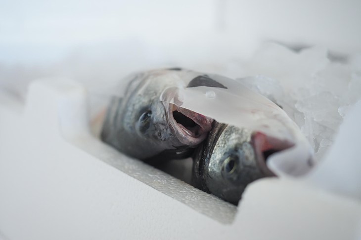 Fish suffocating in ice slurry