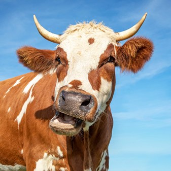 Short Film: Cow eating