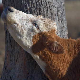 Short Film: Cow scratching