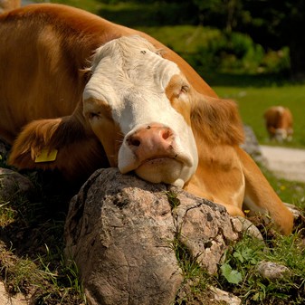 Film: Cows dreaming