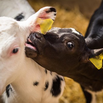 Film: Calves licking each other