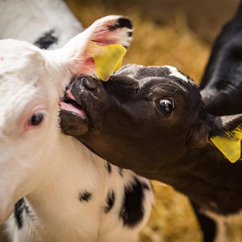 Progress for male dairy calves