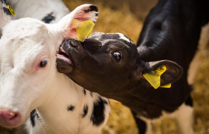 calves licking each other