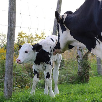 Film: Cow licking her calf