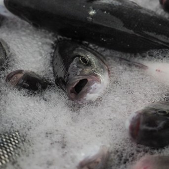 What do fish labelling schemes really certify?