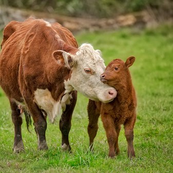 Film: Calf nuzzling mum