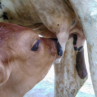 Film: Calf feeding