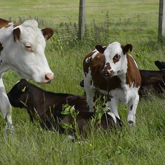 Film: Cows and calves in herd.