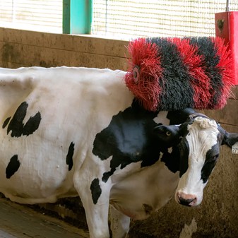 Film: Cow scratching on brush