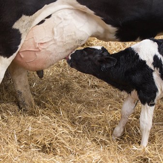 Film: Indoor calf suckling