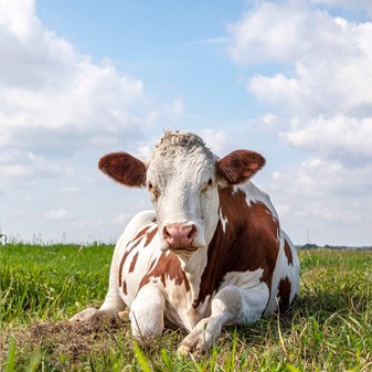 Film: Cow chewing the cud