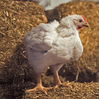 Nando’s: Committed to chicken welfare