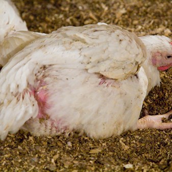 What's going on with chicken?