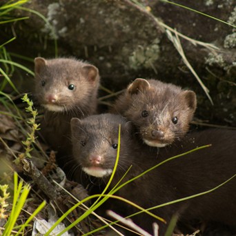 A win for animals in Warsaw