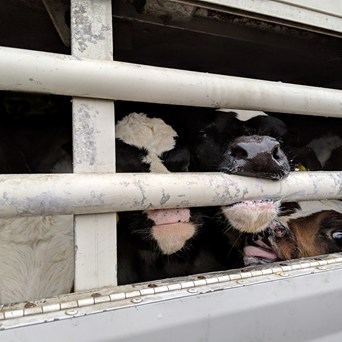 Compassion in World Farming welcomes a halt to cruel live calf exports following legal challenge