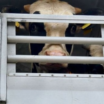 New evidence: UK Calves exported to Middle East