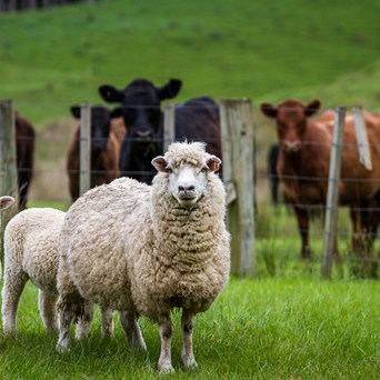 European citizens want mandatory stunning before slaughter