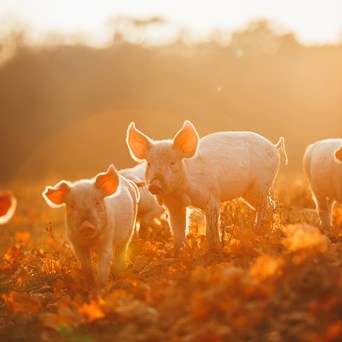 Promising news for Europe’s pigs