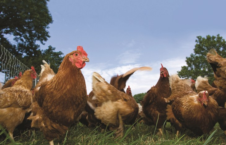 Group Of Laying Hens In Field 361