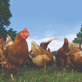 Historic vote for Czech hens