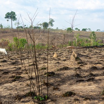 Compassion ‘deeply concerned’ that COP26 agreement side-steps key food system issues