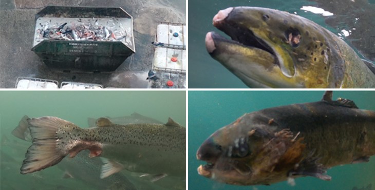 Scottish Salmon fish farm montage depicting parasites, dead fish and underwater cages