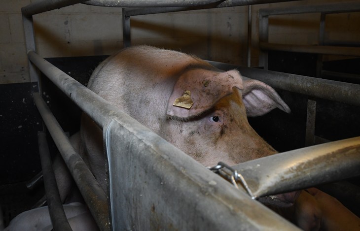 2019 Pig Investigation