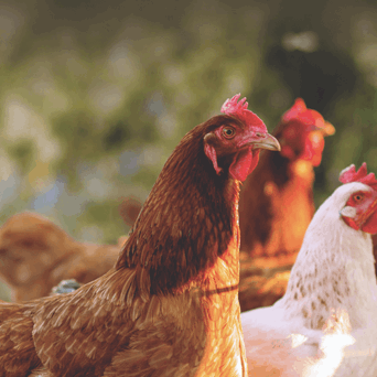 Leading food companies call on the EU to End the Cage Age
