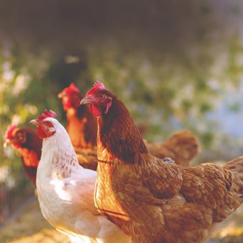 Leading food companies call on the EU to End the Cage Age