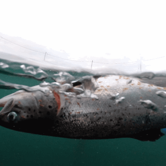 Deformities, parasite infestations and high death rates: the murky depths of the Scottish salmon industry exposed in new undercover investigation