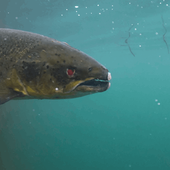 Murky depths of the Scottish salmon industry exposed in new undercover investigation