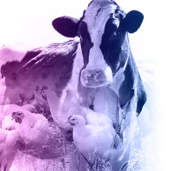 Food producers step up in the Benchmark