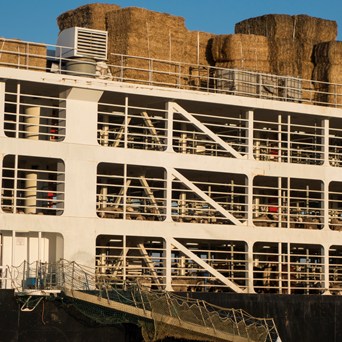 Suffering on the Suez Canal