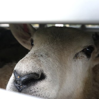 New Zealand bans live exports