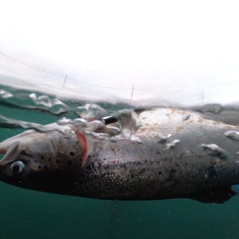 Scottish salmon investigation makes waves