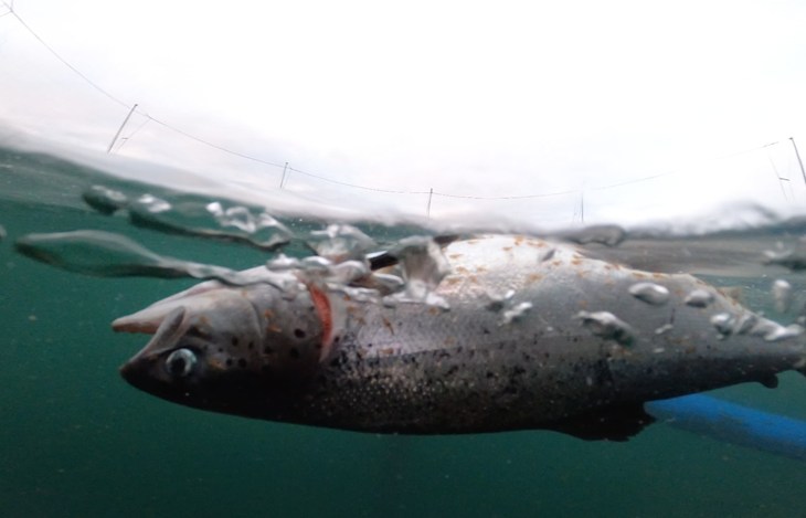 Salmon Investigation (1)