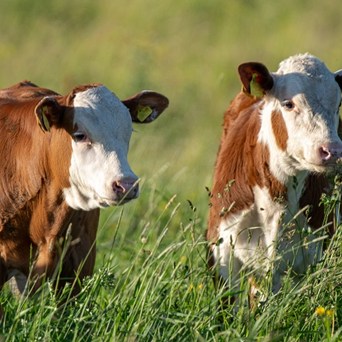 Winchester Winner 2021