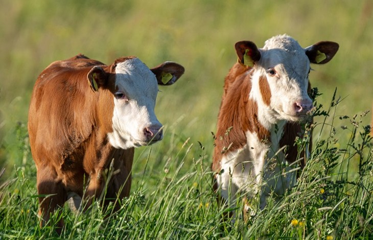 Beef cattle in a field