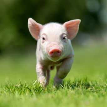 A better future ahead for farmed animals