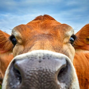 Big win for UK animals