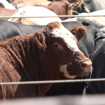 UK-Australian trade deal will put animals at risk