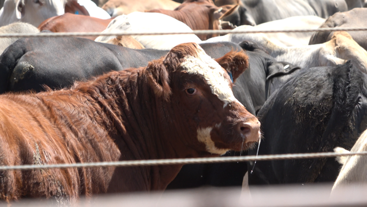 Cows crowded inside a feedlot