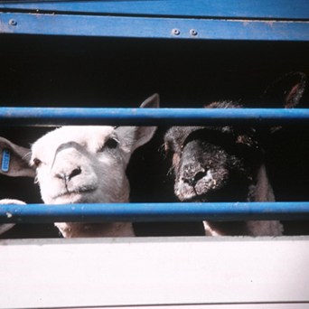 Humane: A community united against live exports