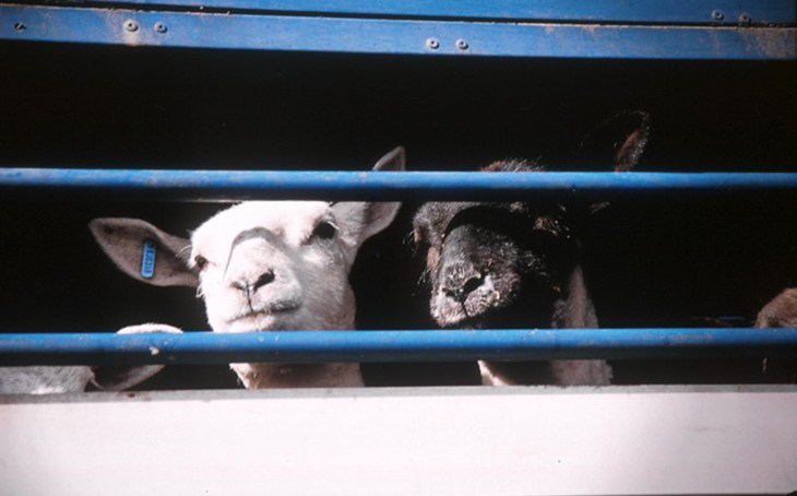 TS TRANSPORT SHEEP06 C ROSEMARY CATFORD (SL008TS)